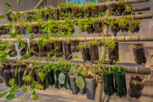 Organic Hanging baskets vegetable garden made of plastic bottles inside a home